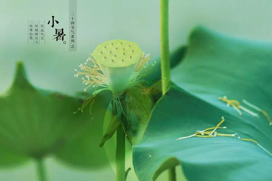 倏忽溫風(fēng)至，因循小暑來!