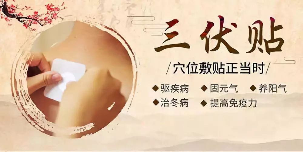 關于三伏貼，你了解多少呢？