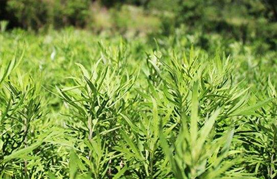 艾草艾葉在生活中有什么用途？